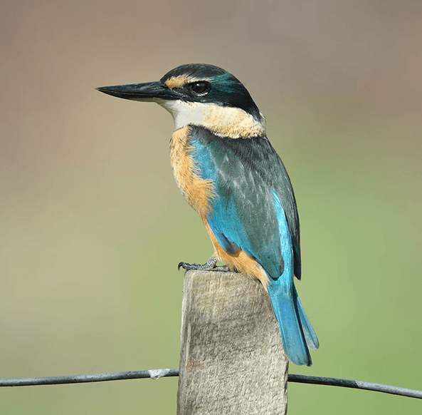 Kōtare (Kingfisher) Bird